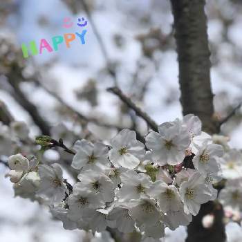 たくさん咲いたの画像 by あやさん | お出かけ先とたくさん咲いたと桜フォトコン2022とおおしま桜