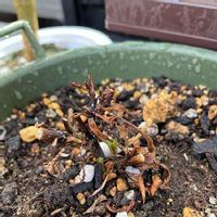 チョコレートコスモスの育て方 植え付けの時期は 冬越しはできる Greensnap グリーンスナップ