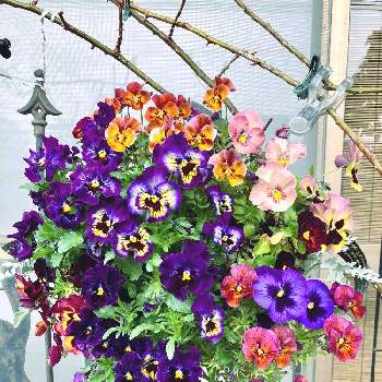 癒しを求めての画像 by White Roseさん | 小さな庭と花時間と癒しを求めてとビオラ・パンジーと薄紫色の花と南側の庭と寄植えと花のある暮らしとハンギング・バスケットと鉢栽培