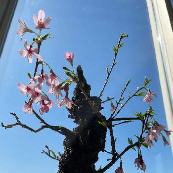 nogreennolifeの画像 by 太陽の東,月の西さん | 窓辺と花が愛らしいとよく来たね♥︎と植中毒と春がきた♪と美しいとゴツゴツな樹とnogreennolife