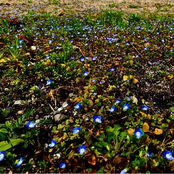 ノンビリの画像 by ノンビリーナさん | 畑とオオイヌノフグリ   星の瞳とわれら17年組と癒しと内陸部と花のある暮らしと寒冷地とノンビリ