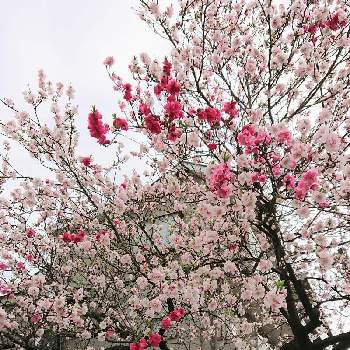 鮮やかなの画像 by BLANKAさん | お出かけ先と花桃と鮮やかなとピンクの花と樹木とお散歩道と可愛い花と赤い花と花のある暮らし