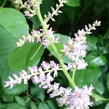 チダケサシ属の投稿画像一覧 Greensnap グリーンスナップ