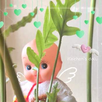 フレボディウム オーレウム ブルースターの投稿画像一覧 Greensnap グリーンスナップ