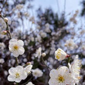 白梅の花の画像 by selinaさん | ウメと春のお花と白梅の花とウメの花とコロナに負けるな！と平和を願うと花のある暮らしと白い花と海外暮らし