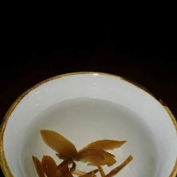 春蘭の画像 by マロンさん | 部屋と春蘭とシュンランと春蘭茶