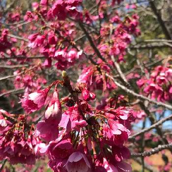 寒緋桜の画像 by 涼さん | お出かけ先と寒緋桜といつも、いいねありがとうございます♪といいなぁサクラ♪と明るい色と公園ウォークと花のある暮らし