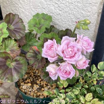 バラ咲きの画像 by タマラさん | エントランスとゼラニウム　ミルフィールドローズとバラ咲きゼラニウムとピンクの花とペラルゴニウム属とバラ咲きと八重咲