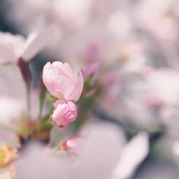 季節限定の画像 by サチコさん | お出かけ先と狭山市と桜 ソメイヨシノと癒しとお花見とほぼ満開と埼玉県とほんのりピンクが好きとかわいいとお花好きとさくらと季節限定と桜フォトコン2022