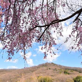 山の景色の画像 by chikoやんさん | お出かけ先とベニシダレと山の景色とお写ん歩とさくら 桜 サクラとみかも山公園ときれいだな♡と花のある暮らしと咲いた！