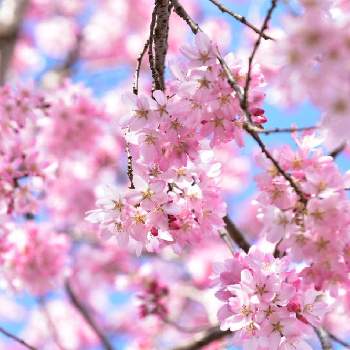 山の景色の画像 by chikoやんさん | お出かけ先とベニシダレと山の景色とお写ん歩と大好きとさくら 桜 サクラとみかも山公園ときれいだな♡と花のある暮らしとかわいいな♡と咲いた！