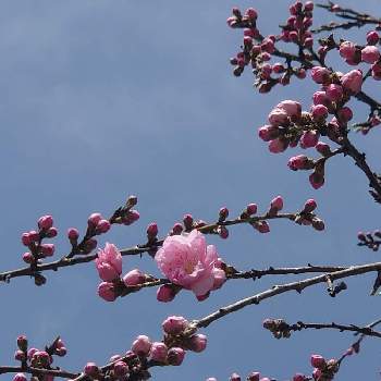 枝垂れ桃の画像 by 鳩子 hatokoさん | 広い庭とハナモモと枝垂れ桃と庭の花と田舎暮らしと花のある暮らし