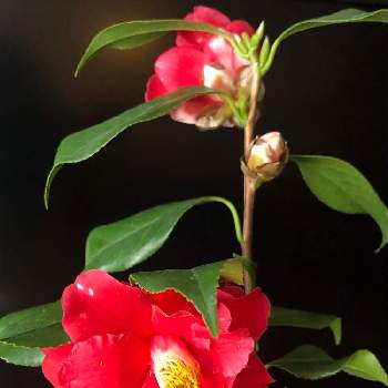 頑張ってね♡の画像 by 花土葉さん | 部屋と今日も笑顔で♡と頑張ってね♡とつばきの花と赤い花と真っ赤と椿 ツバキと椿の花。