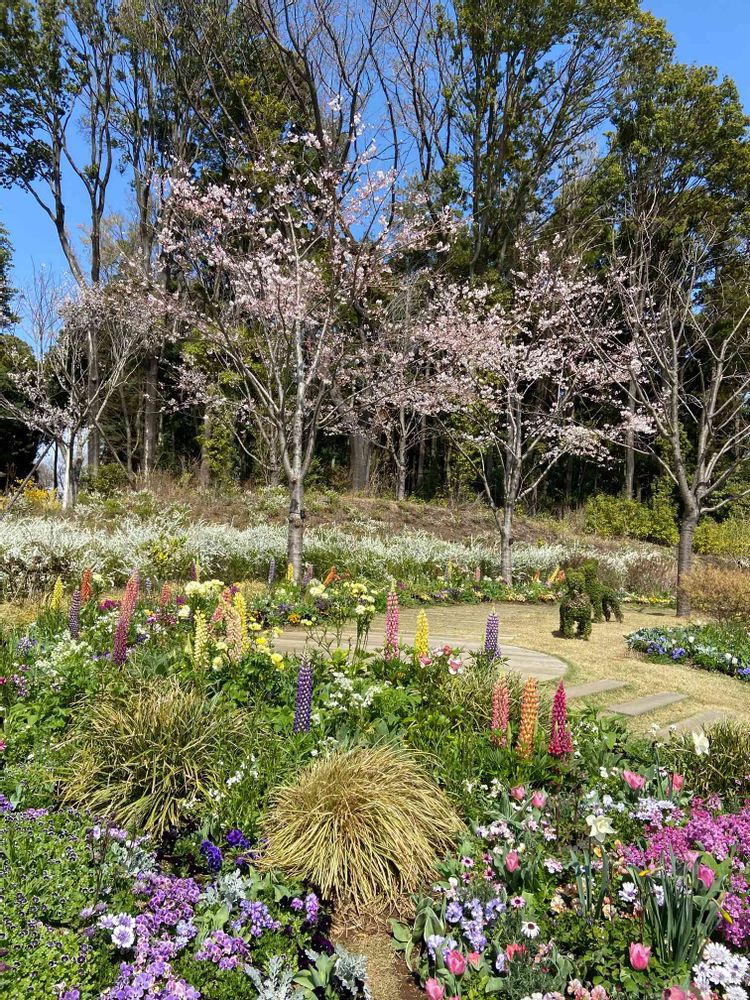 コスモスラブさんの里山ガーデン（大花壇）への投稿