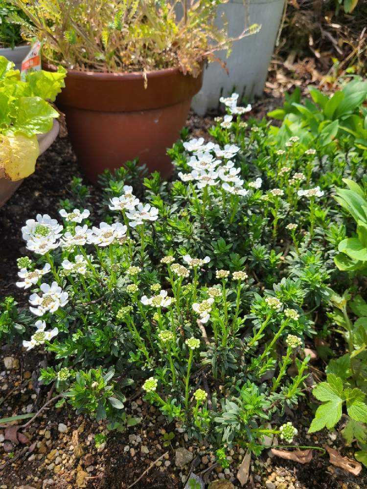 イベリス Greensnap グリーンスナップ