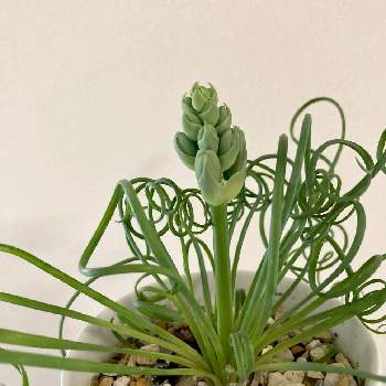 香りのある花の投稿画像一覧 Greensnap グリーンスナップ