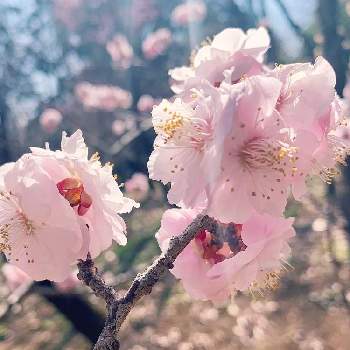 豊後梅の投稿画像一覧 Greensnap グリーンスナップ