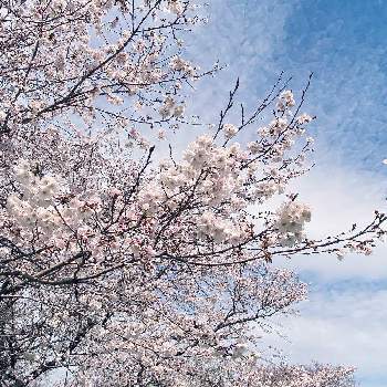 高知県の画像 by mimimoさん | お出かけ先とサクラとお花見と高知県