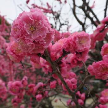梅の花の画像 by コージー　COZYさん | お出かけ先と梅の花と散歩とcanonとよその庭と郷荘神社