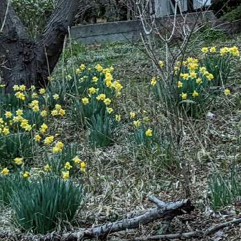 センダン✽の画像 by 秋草さん | 広い庭とセンダンとスイセンとセンダン✽と斜面✽と黄色い花と幸せの黄色いお花と月曜日にビタミンカラーと春色✽とスイセン✽