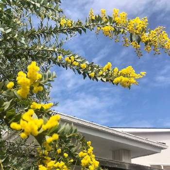 国内最安値 三角葉アカシア 開花 セール中 植物 観葉植物