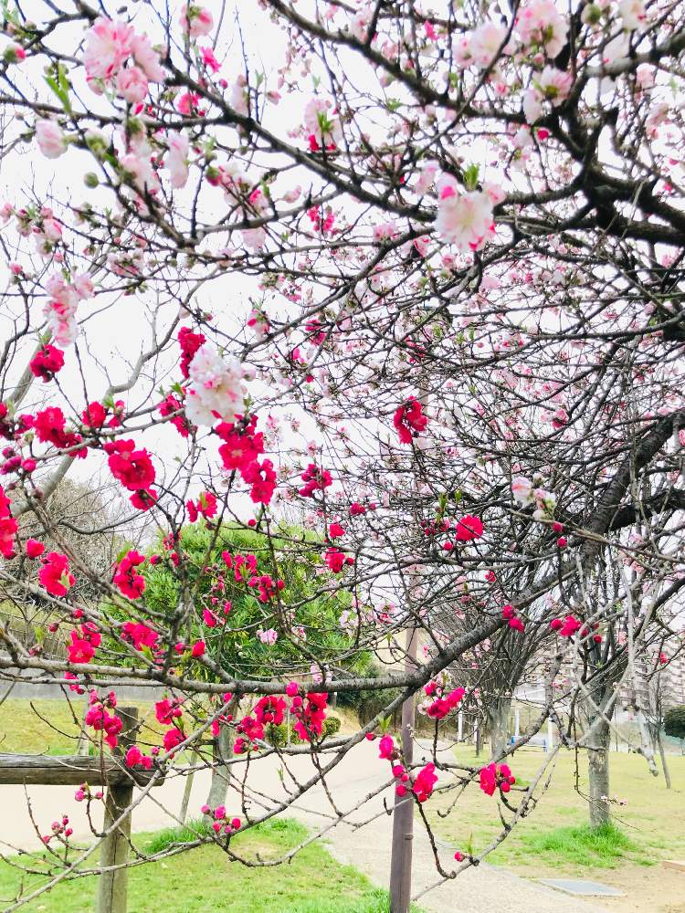 源平しだれ花桃の投稿画像 By はるさん 源平しだれ桃とお出かけ先と源平しだれ花桃 22月3月28日 Greensnap グリーンスナップ Greensnap グリーンスナップ