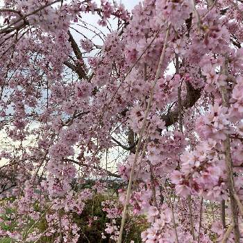 今週も頑張る❣️の画像 by んさん | お出かけ先といつも　ありがとうございます❤と桜フォトコン2022と元気もらえると花と生きる私♡と上を向いて咲こうと今週も頑張る❣️