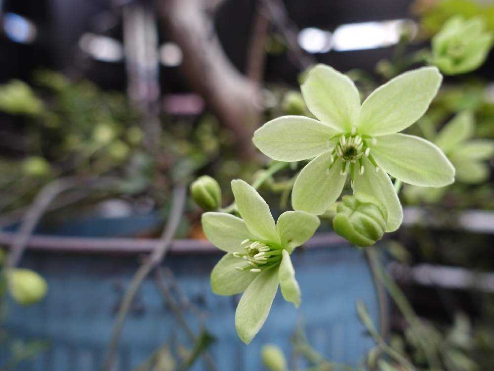 新芽のびてます◇大苗◇希少品種◇妖精のようなお花◇