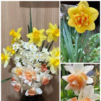 八重咲き水仙 タヒチの投稿画像一覧 Greensnap グリーンスナップ