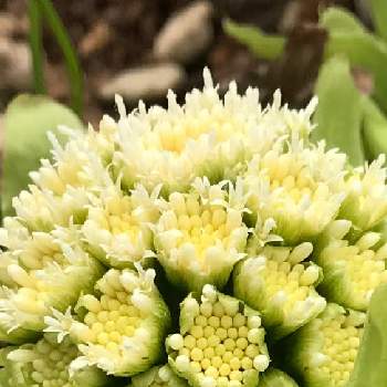 ふきのとう花の投稿画像一覧 Greensnap グリーンスナップ