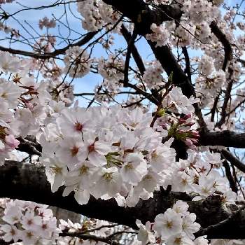 春の花木の画像 by マチスさん | お出かけ先と春の花木
