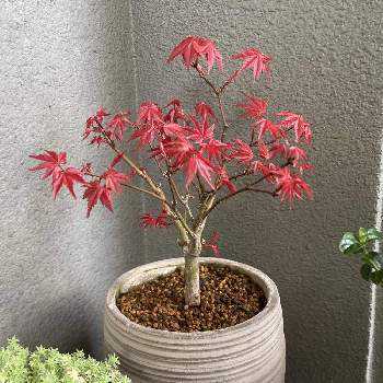 山もみじの投稿画像一覧 Greensnap グリーンスナップ