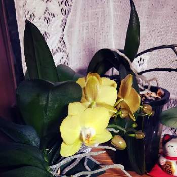 椎名洋ラン園の画像 by ryuzinasunaさん | 窓辺と胡蝶蘭 マロンとGS映えとGS日和と植中毒と椎名洋ラン園と花のある暮らし