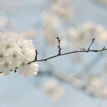 風にゆらゆらの画像 by haruさん | お出かけ先と白い花とさくらと美しく咲くと風にゆらゆら