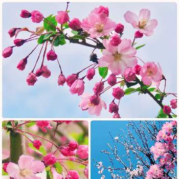 花海棠（ハナカイドウ）の画像 by Toshieさん | お花大好き♡とピンクの花とステキ☆とピンク❤︎ピンクとGSミニモニ。と鮮やか と可愛いと被災地にエールを…。といやされるとお花は癒しとハナカイドウ*と楽しい！と素敵とGS映えと花海棠（ハナカイドウ）