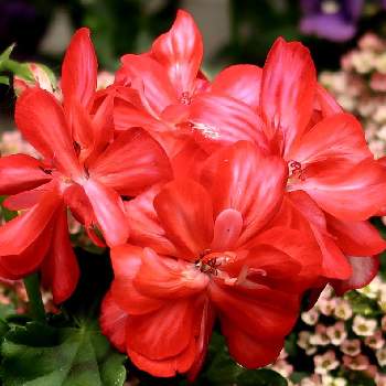 アイビーゼラニウム♡の画像 by シナモンさん | 玄関とアイビーゼラニウム♡と植物のある暮らしとお花大好き♡とお花のある暮らしと赤い花