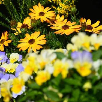 ゴールデンクラッカーの画像 by ankさん | 小さな庭とビオラとオステオスペルマムとゴールデンクラッカーと初心者とおうち園芸と黄色い花と花友さんに感謝♡と大好きビオラ