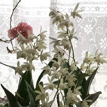 デンドロビューム属の画像 by yuriさん | 窓辺とキンギアナムと洋蘭とデンドロビウム・キンギアナム系と白いお花とデンドロビューム属と花のある暮らしとデンドロビューム♡