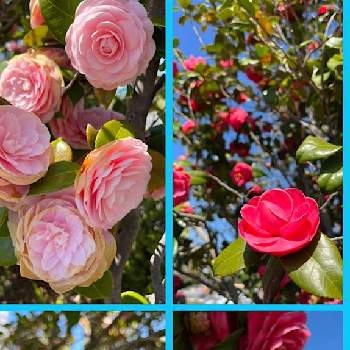大人色の画像 by 桃いちご15さん | お出かけ先と乙女椿とピンクの花と椿の花*と赤い花と2022年3月と大人色とお出かけ先にて