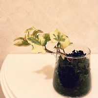 アジアンタムの風水 玄関や寝室などおすすめの置き場所や方角は Greensnap グリーンスナップ