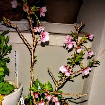 和風の画像 by みどりさん | バルコニー/ベランダと富士桜と大好きとはなのある暮らしとありがとうと夜桜とゆるくたのしくと鉢植えと癒やされてとスマホで撮影とやさしい気持ちとピンクのおはなと和風と花盆栽と病気に負けない心と穏やかな心