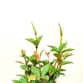 ペペロミア プテオラータの画像 by サボさんさん | 部屋とペペロミア プテオラータと観葉植物とグリーンのある暮らしと植物のある暮らし