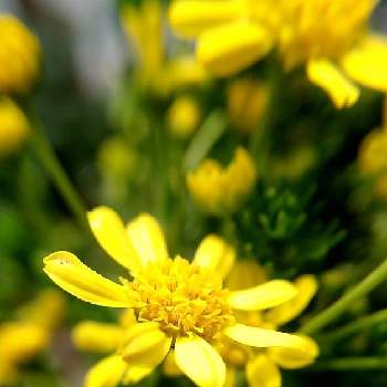 ゴールデンクラッカーの画像 by ケサランパサランさん | お出かけ先とゴールデンクラッカーと南アフリカ原産とアップ写真と春の訪れとにわとマクロ撮影と黄色い花と緑のある暮らしと常緑低木と鉢植えと花のある暮らし