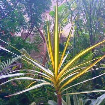 ドラセナ コンシンネ マルギナータの投稿画像一覧 Greensnap グリーンスナップ