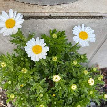 スノーポールの画像 by ラックスさん | 玄関とスノーポールと白い花と増えると溢れ種