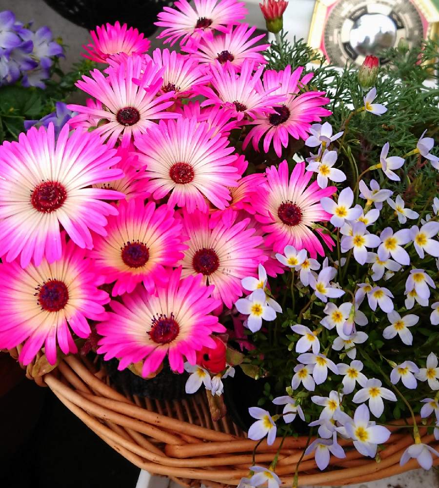 リビングストーンデイジー の投稿画像 By Rie さん ヒナソウとgood Morningとショッキングピンクとピンクとリビングストーンデイジーと 可愛いと小花の名前と窓辺とgood Morningとショッキングピンクとピンクとリビングストーンデイジーと可愛いと小花の名前 22月3