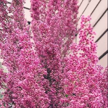 ツツジ科エリカ属の画像 by Uzuki1957さん | お出かけ先とエリカ(カルネア)と春に咲く花と別名　ウインターヒース/スプリングヒースと可愛いお花と自転車で散策と常緑低木とツツジ科エリカ属とよそ様の玄関先と桃色のお花