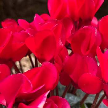 ガーデンシクラメン　赤の画像 by tumuの桃さん | ウクライナに平和をとGSに感謝。と赤い花と平和を願う☆と真っ赤と真っ赤な火曜日とガーデンシクラメン　赤とガーデンシクラメン❤︎