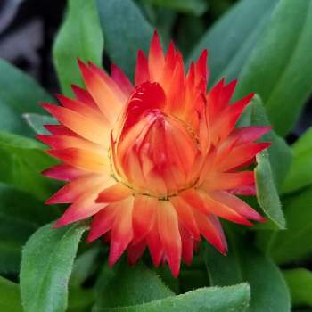 ヘリクリサムの投稿画像一覧 Greensnap グリーンスナップ