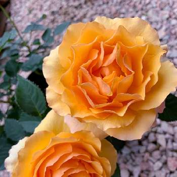 オレンジ色のバラの投稿画像一覧 Greensnap グリーンスナップ